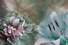 Blom- bakgrund av turkosliljan och denvioletta pionen Blommar närbild på enturkos bakgrund vita tulpan för blomma för bakgrundssa royaltyfri fotografi Blom- bakgrund av turkosliljan och denvioletta pionen Blommar närbild på enturkos bakgrund vita tulpan för blomma för bakgrundssa royaltyfri fotografi