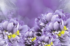 Blom- bakgrundsvioletpioner Blommar närbild på en purpurfärgad bakgrund vita tulpan för blomma för bakgrundssammansättningsconvol royaltyfri bild Blom- bakgrundsvioletpioner Blommar närbild på en purpurfärgad bakgrund vita tulpan för blomma för bakgrundssammansättningsconvol royaltyfri bild