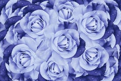 Blom- blåvit härlig bakgrund Blommasammansättning av rosblommor Närbild royaltyfria foton Blom- blåvit härlig bakgrund Blommasammansättning av rosblommor Närbild royaltyfria foton