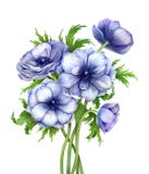 Blom- hälsa härlig bukett som blomstrar våranemoner royaltyfri bild Blom- hälsa härlig bukett som blomstrar våranemoner royaltyfri bild