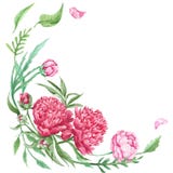 Blom- hörn för pionsommar vektor illustrationer Blom- hörn för pionsommar vektor illustrationer