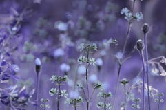 Blom- lila-blått bakgrund Violetta vildblommor på en bokehbakgrund Närbild slapp fokus arkivfoto Blom- lila-blått bakgrund Violetta vildblommor på en bokehbakgrund Närbild slapp fokus arkivfoto