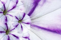 Blom- vit-violett härlig bakgrund vita tulpan för blomma för bakgrundssammansättningsconvolvulus Vit-lilor blommapetunia Kronblad royaltyfri bild Blom- vit-violett härlig bakgrund vita tulpan för blomma för bakgrundssammansättningsconvolvulus Vit-lilor blommapetunia Kronblad royaltyfri bild