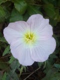 Blomblomma arkivbilder Blomblomma arkivbilder