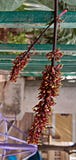 Blomma royaltyfria foton Blomma royaltyfria foton