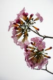Blomma royaltyfria foton Blomma royaltyfria foton