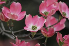 Blomma royaltyfri bild Blomma royaltyfri bild