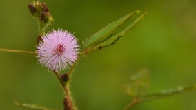 Blomma av Handlag-mig-inte växtrosa färger arkivbilder Blomma av Handlag-mig-inte växtrosa färger arkivbilder