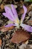 Blomma av höstkrokus royaltyfri fotografi Blomma av höstkrokus royaltyfri fotografi