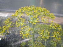 Blomma den gula dillinflorescencen arkivbilder Blomma den gula dillinflorescencen arkivbilder