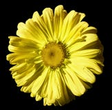 Blomma den gula kamomillen på svart isolerad bakgrund med den snabba banan Tusenskönaapelsin-guling med små droppar av vatten för arkivbild Blomma den gula kamomillen på svart isolerad bakgrund med den snabba banan Tusenskönaapelsin-guling med små droppar av vatten för arkivbild