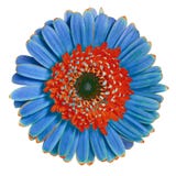 Blomma den röda blåa gerberaen som isoleras på vit bakgrund Närbild Makro element för klockajuldesign royaltyfria foton Blomma den röda blåa gerberaen som isoleras på vit bakgrund Närbild Makro element för klockajuldesign royaltyfria foton