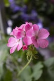 Blomma f?r hem- rum f?r pelargon h?rlig, blommad rosa knopp royaltyfria foton Blomma f?r hem- rum f?r pelargon h?rlig, blommad rosa knopp royaltyfria foton