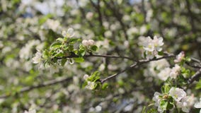 blomma filialtree blomma filialtree