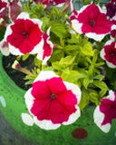 Blomma från en plast- flaska Garnering för trädgården gör den själv Återanvända plast- Dekoren av avfallsen blommar vasen arkivfoton Blomma från en plast- flaska Garnering för trädgården gör den själv Återanvända plast- Dekoren av avfallsen blommar vasen arkivfoton