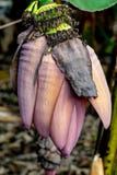 Blomma för bananträd royaltyfri foto Blomma för bananträd royaltyfri foto