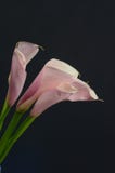 Blomma för lilja för rosa Calla för bakgrund fotografering för bildbyråer Blomma för lilja för rosa Calla för bakgrund fotografering för bildbyråer