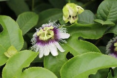 Blomma för passionfrukt royaltyfri bild Blomma för passionfrukt royaltyfri bild