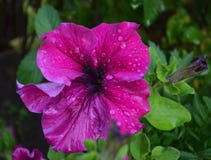 Blomma hybrida för petuniablommapetunia arkivfoton Blomma hybrida för petuniablommapetunia arkivfoton