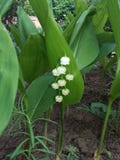 Blomma royaltyfria bilder Blomma royaltyfria bilder