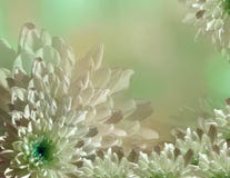 Blomma på oskarp turkos-gräsplan-rosa färger bakgrundshalvton Krysantemum för blåvita blommor blom- collage vita tulpan för blomm arkivfoton Blomma på oskarp turkos-gräsplan-rosa färger bakgrundshalvton Krysantemum för blåvita blommor blom- collage vita tulpan för blomm arkivfoton