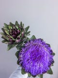 Blommahuvudet av kronärtskockan på en grå bakgrund fotografering för bildbyråer Blommahuvudet av kronärtskockan på en grå bakgrund fotografering för bildbyråer