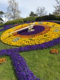 Blommaklocka i Geneve Stor kontrast arkivfoto Blommaklocka i Geneve Stor kontrast arkivfoto