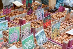 Blommakulor på försäljning under vårmässa i Italien royaltyfri bild Blommakulor på försäljning under vårmässa i Italien royaltyfri bild