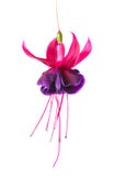 Blommande härlig enkel blomma av den mörka violetta och röda fuchsian arkivbilder Blommande härlig enkel blomma av den mörka violetta och röda fuchsian arkivbilder