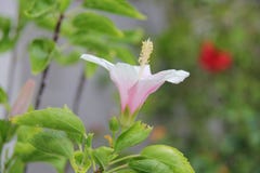 Blommande rosa skor blomma eller kines steg fotografering för bildbyråer Blommande rosa skor blomma eller kines steg fotografering för bildbyråer