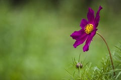 blommapurple arkivbilder blommapurple arkivbilder