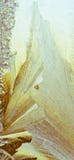 Is blommar bilda ett abstrakt berg på fönsterexponeringsglas royaltyfria bilder Is blommar bilda ett abstrakt berg på fönsterexponeringsglas royaltyfria bilder