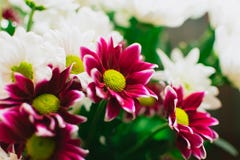 Blommar buketten av purpurfärgade och vita krysantemum Royaltyfria Foton Blommar buketten av purpurfärgade och vita krysantemum Royaltyfria Foton
