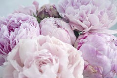 Blommar den nya gruppen för closeupen av rosa pioner, pion Kort för att gifta sig royaltyfri fotografi Blommar den nya gruppen för closeupen av rosa pioner, pion Kort för att gifta sig royaltyfri fotografi