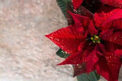 Blommar den röda och vita julstjärnan för julstjärnan, julbackg royaltyfria foton Blommar den röda och vita julstjärnan för julstjärnan, julbackg royaltyfria foton
