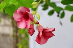Blommar den övre sikten för slutet av ursnygga rosa färger isolerat fotografering för bildbyråer Blommar den övre sikten för slutet av ursnygga rosa färger isolerat fotografering för bildbyråer