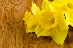 blommar jonquil royaltyfri foto blommar jonquil royaltyfri foto
