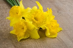 blommar jonquil fotografering för bildbyråer blommar jonquil fotografering för bildbyråer