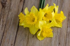 blommar jonquil arkivbilder blommar jonquil arkivbilder