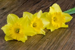 blommar jonquil arkivfoto blommar jonquil arkivfoto