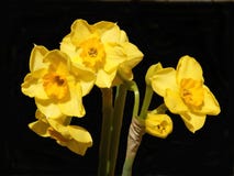 blommar jonquil fotografering för bildbyråer blommar jonquil fotografering för bildbyråer