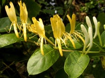 blommar kaprifolen blommar kaprifolen