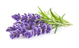 blommar lavendel blommar lavendel