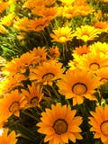 blommar orangen royaltyfri fotografi blommar orangen royaltyfri fotografi