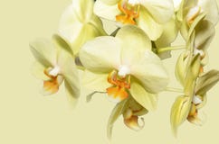 blommar orchidyellow Arkivfoton blommar orchidyellow Arkivfoton