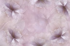 Blommar rosa färg-violett bakgrund tulpan för Lila-vit stor kronbladblommor blom- collage vita tulpan för blomma för bakgrundssam royaltyfria bilder Blommar rosa färg-violett bakgrund tulpan för Lila-vit stor kronbladblommor blom- collage vita tulpan för blomma för bakgrundssam royaltyfria bilder