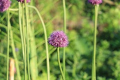 blommar seamless lawn royaltyfri foto blommar seamless lawn royaltyfri foto