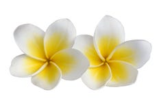 blommar tropisk white royaltyfri bild blommar tropisk white royaltyfri bild