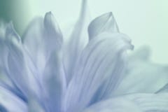 Blommaturkos-blått bakgrund av dahliakronblad stort vatten för fotografi för makro för droppgreenleaf slapp fokus fotografering för bildbyråer Blommaturkos-blått bakgrund av dahliakronblad stort vatten för fotografi för makro för droppgreenleaf slapp fokus fotografering för bildbyråer