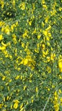 blommor arbeta i tr?dg?rden yellow Sk?nheten i natur arkivfoto blommor arbeta i tr?dg?rden yellow Sk?nheten i natur arkivfoto